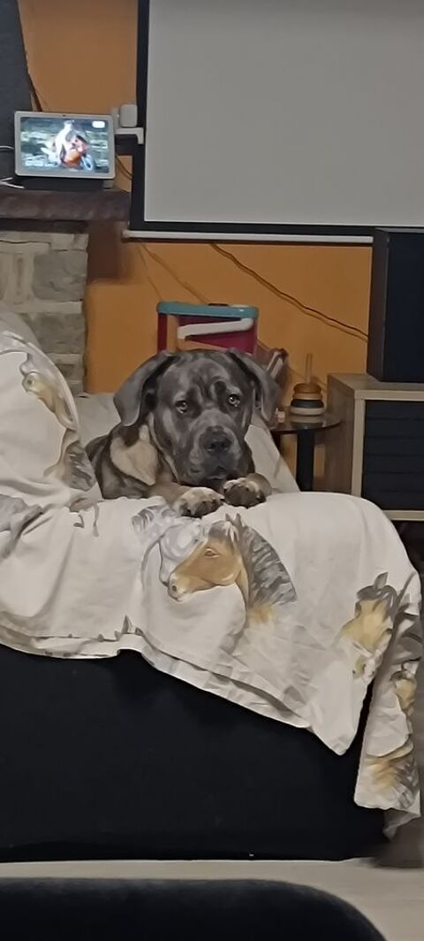 magnifique femelle cane corso de 23 mois 1200 35680 Bais