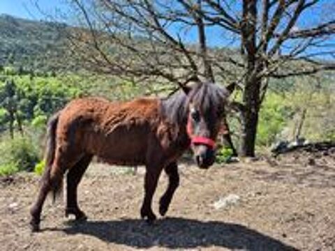   poneys 