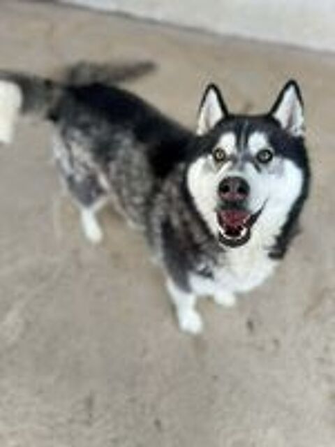   BOJKA husky 4 ans 