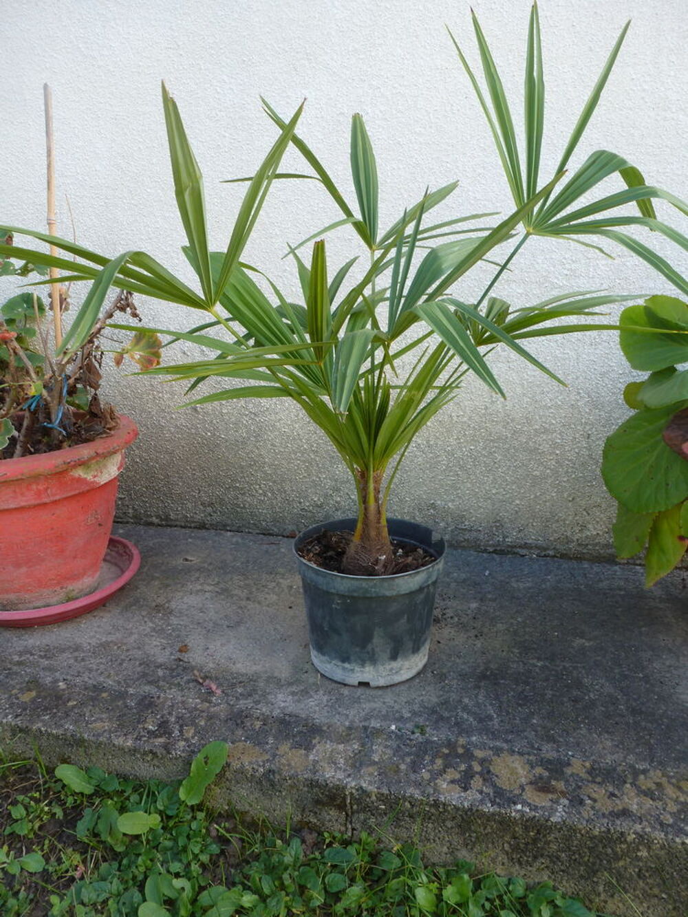  Palmiers chanvre Jardin