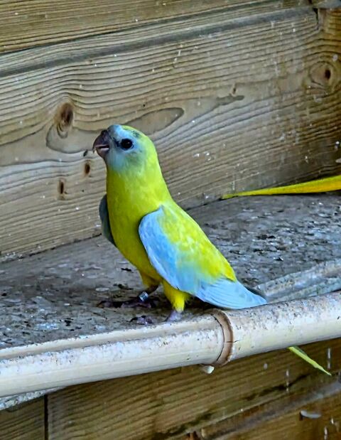 Turquoisine 50 63350 Joze