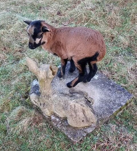 Moutons cameroun mâle 50 88520 Raves