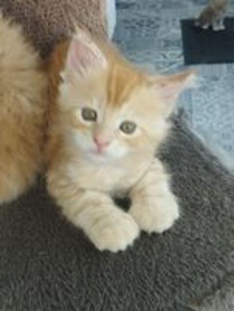   Chatons maine coon LOOF ? 