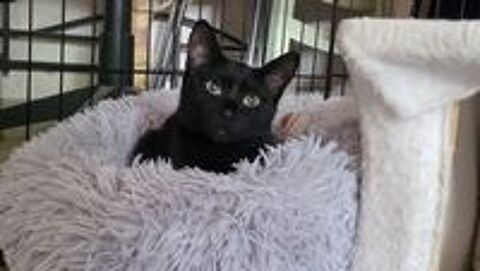   Chat AROBASE à l adoption 