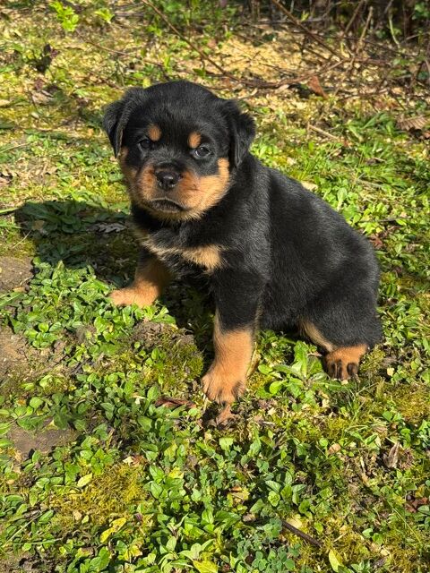 &Agrave; r&eacute;server magnifique chiot rottweiler lof queue coup&eacute;e 1800 41800 Montoire-sur-le-loir