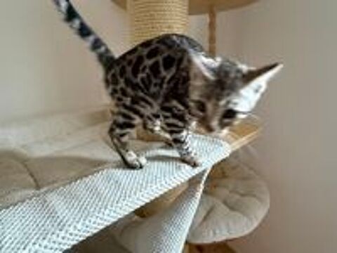   Chaton, loof , cherche une famille pour la vie 