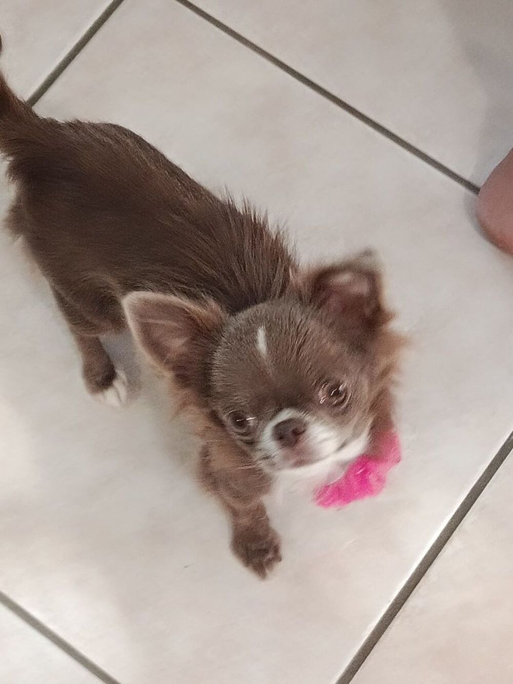   Femelle chihuahua  