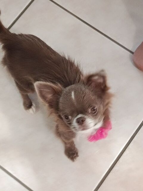 Femelle chihuahua 1200 38270 Beaurepaire