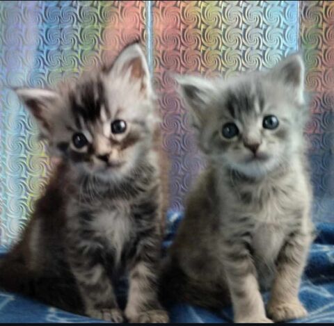 chatons Maine Coon excellent lign&eacute; 550 69210 Lentilly