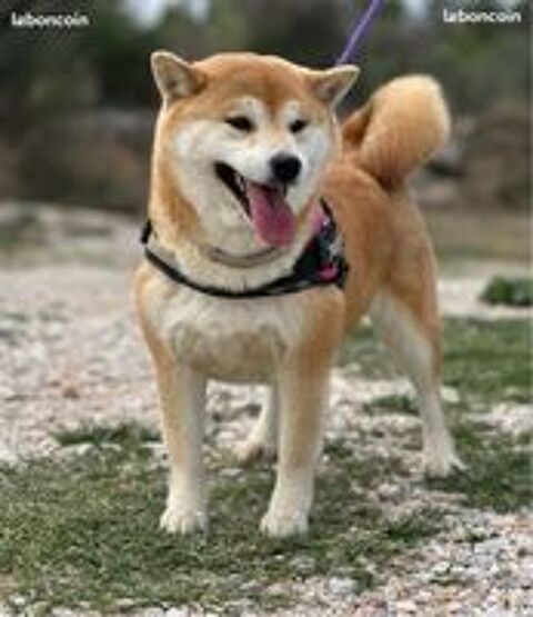   Shiba Inu LOF d'exception – Prestigieuses origines japonaises – Hautes lignées – Beauté, caractère et qualité 