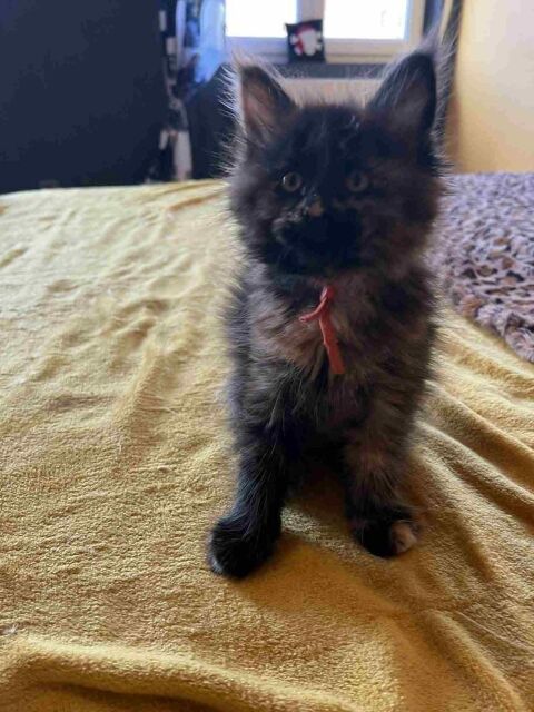 Chatons Maines Coon LOOF 1290 80360 �tricourt-manancourt