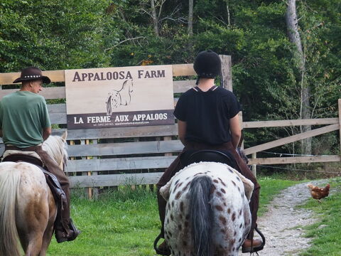 mouton 190 05260 Chabottes