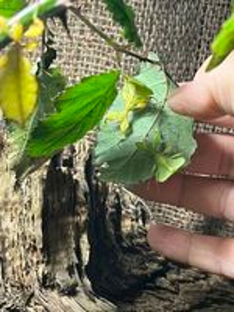   Phasmes feuilles  