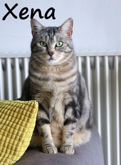 XENA, adorable minette douce et joueuse  mettre en confiance 94430 Chennevires-sur-marne