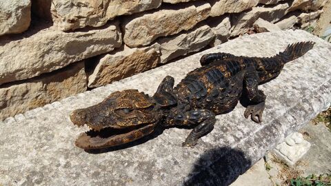 crocodile naturalis 30 Castelnau-Montratier (46)