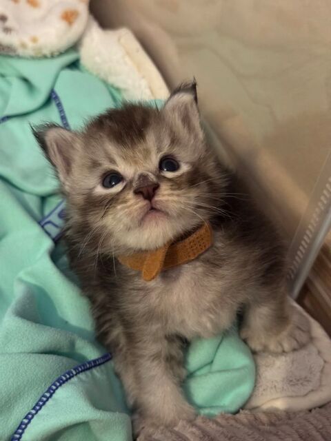 Chatons Maine Coon LOOF 1500 03440 Chavenon