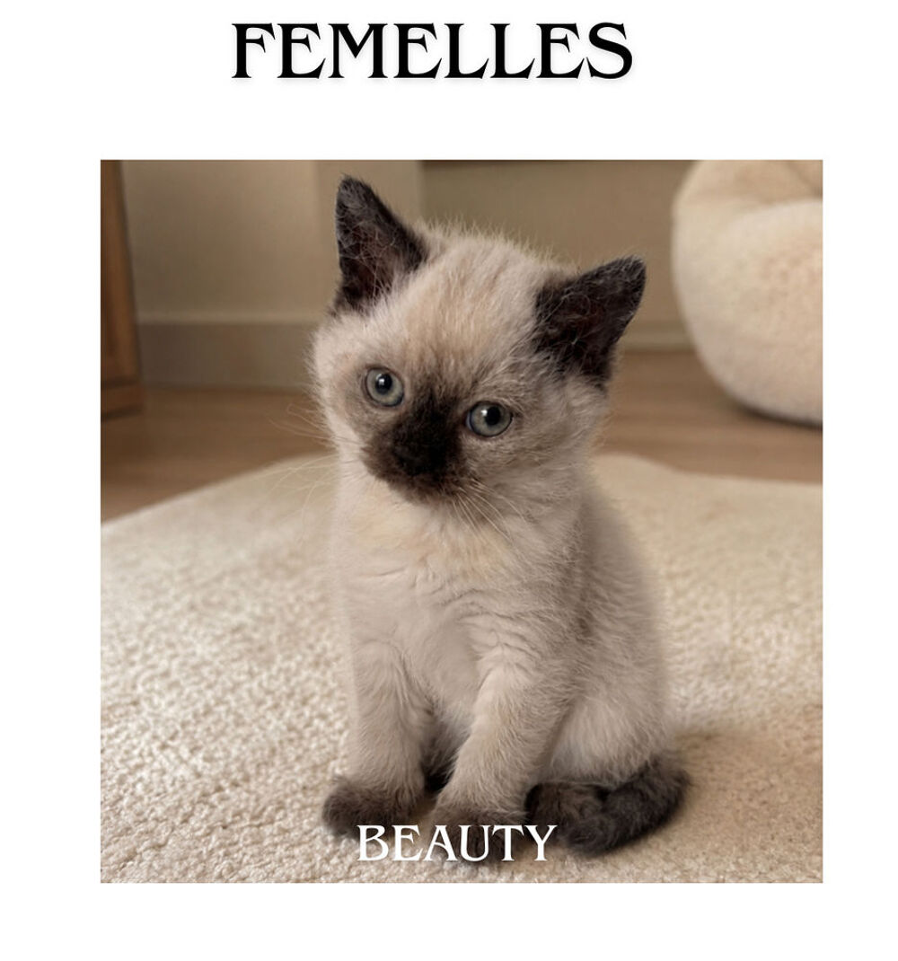   Chaton de race Selkirk 