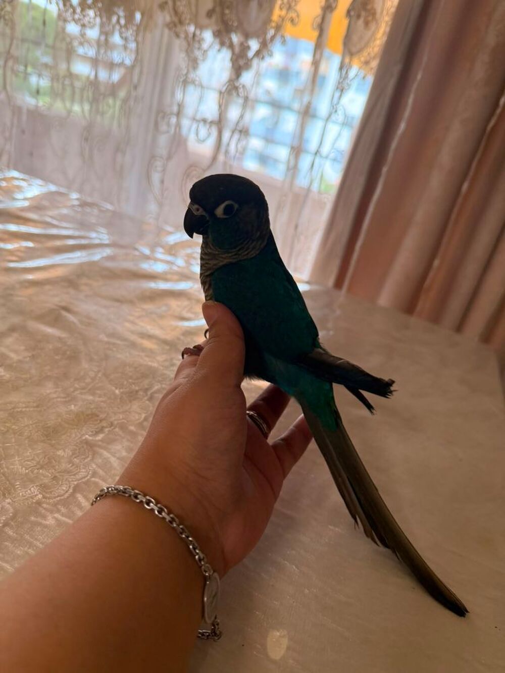   Conure EAM  