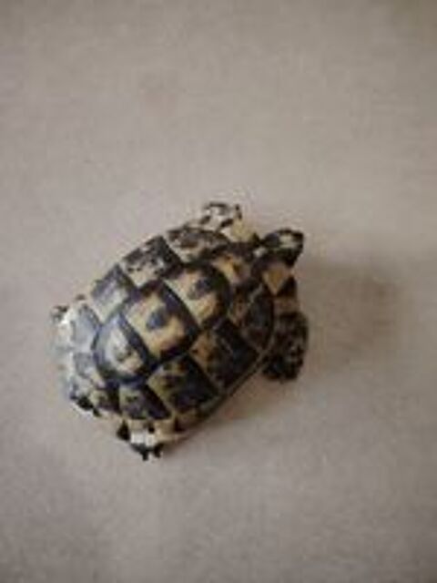   Tortue de terre adulte 7Ans 8000 Grenoble 