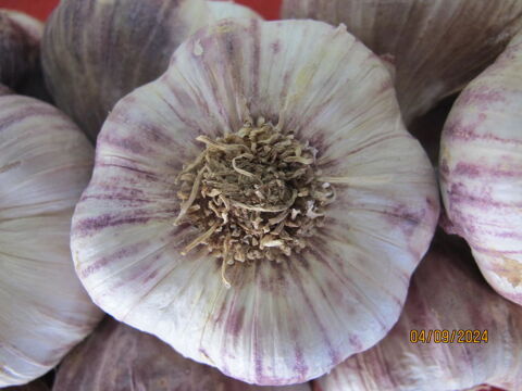 ail   8 Lambesc (13)