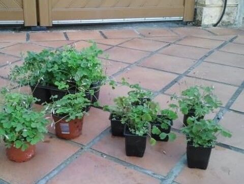 Pot d'Oxalis � Fleurs Roses/Feuilles forme de Tr�fle-Vivace 4 La Fert�-Alais (91)