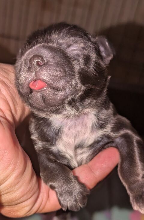 Chiot shih Tzu  &agrave; r&eacute;server 0 76210 Lanquetot