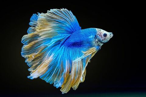 Poissons combattants bettas pour aquarium 35136 Saint-jacques-de-la-lande