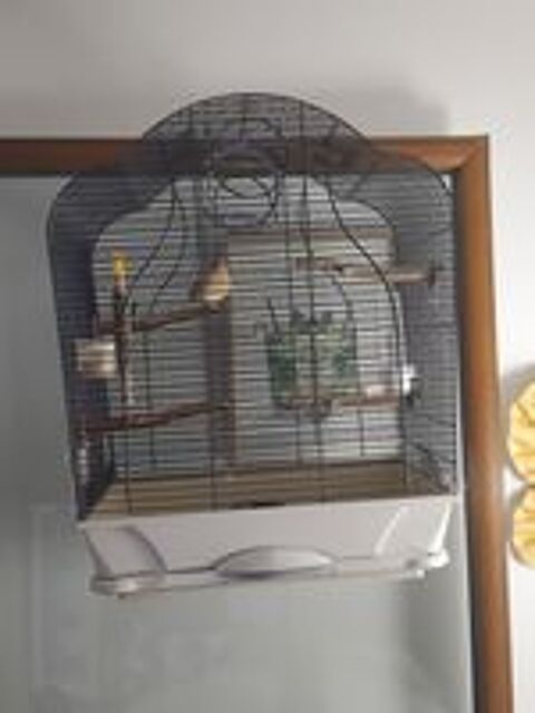   Cage et oiseau  