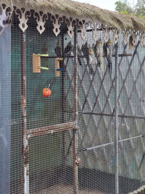 donne 10 perruches Calopsitte matures 0 33160 Saint-m�dard-en-jalles