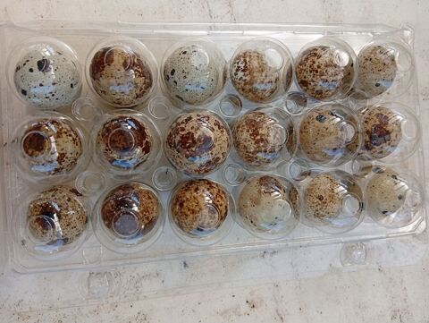 oeufs de cailles f&eacute;cond&eacute;s 3 29140 Rosporden