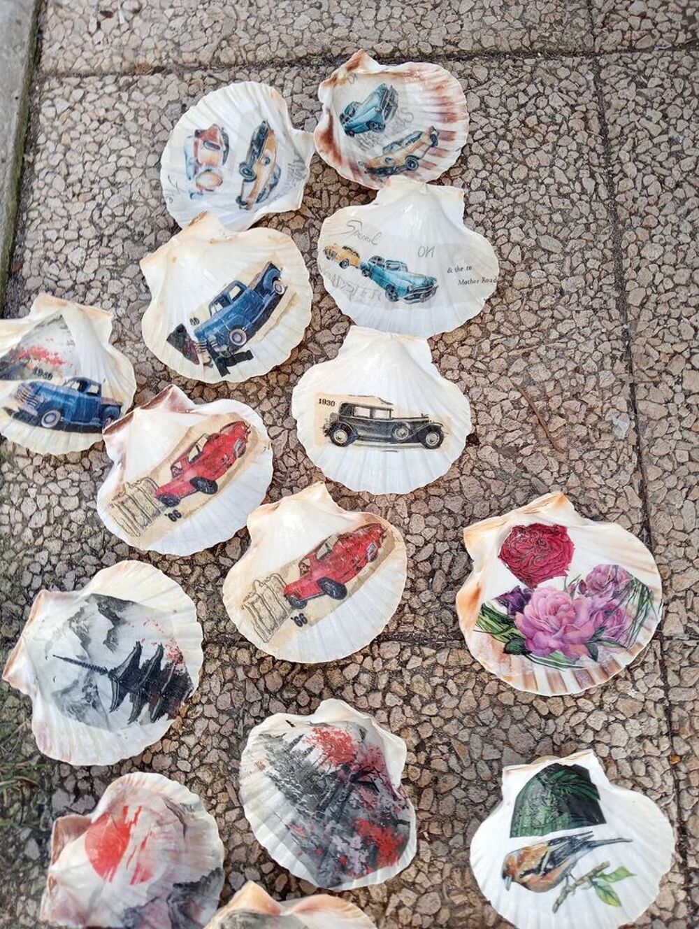 coquillages 