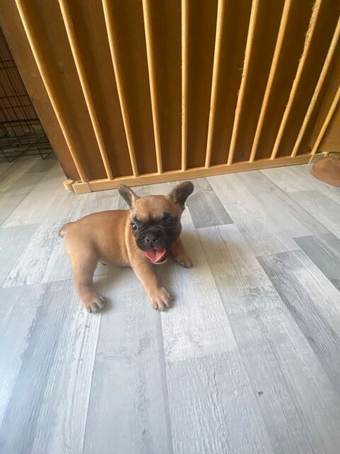 chiots M&acirc;le bouledogue francais fauve masque noir  1500 83200 Toulon