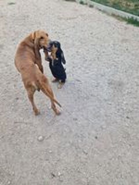   Chiot de chasse 