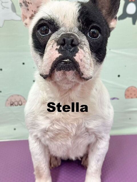 STELLA 0 75018 Paris