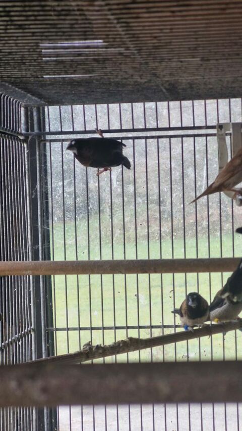 Moineau du japon 15 31220 Le plan