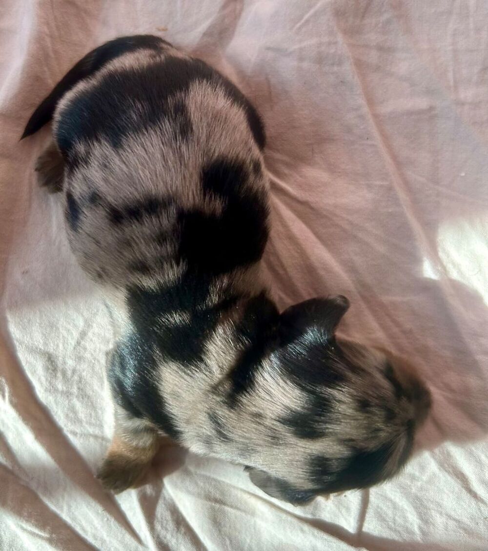   Chiots Teckels nains à poils longs LOF 