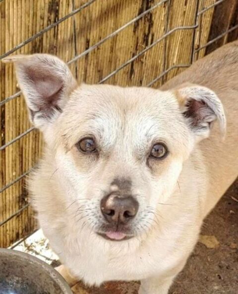 DUKE 320 27620 Gasny