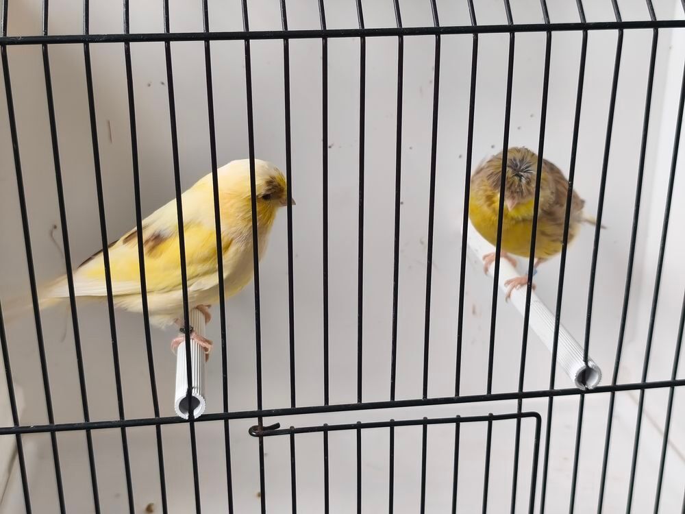   Canaris gloster mâles 2026 