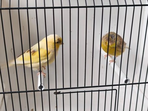 Canaris gloster m&acirc;les 2026 25 62210 Avion