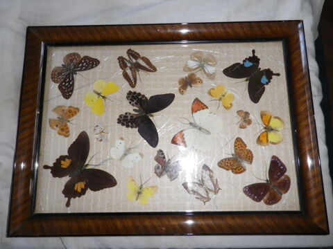 Tableau de 20 papillons naturalisés, collection d'entomologi 70 Fontenay-le-Fleury (78)