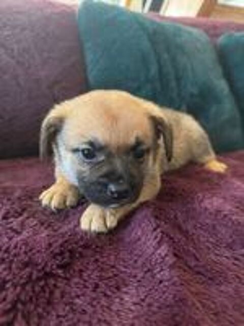   Bouledogues pomerdog fran�ais  