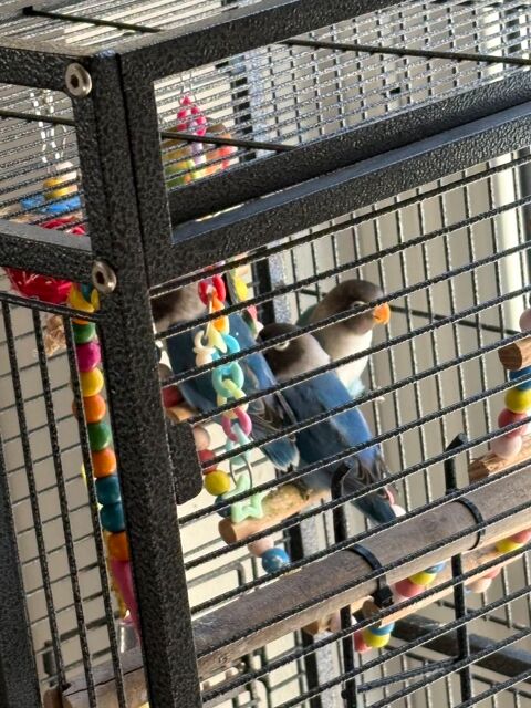 Ins&eacute;parables personnatas 30 06330 Roquefort-les-pins