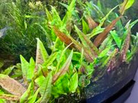   Plante d'aquarium : Cryptocoryne - Lot de 5 Plants 