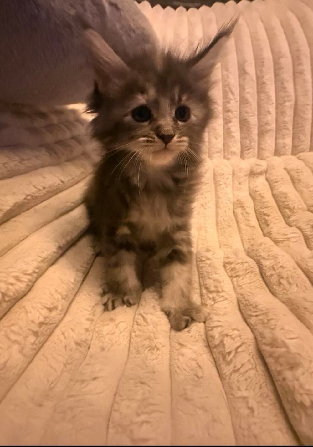  Maine coon  
