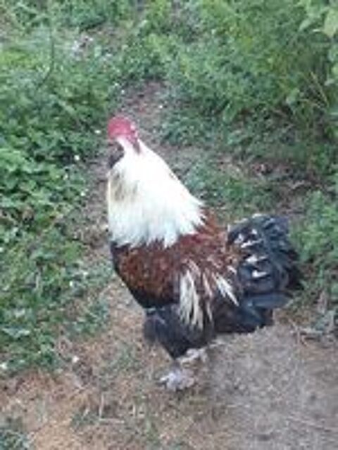  Coq Faverolles adulte 2025 