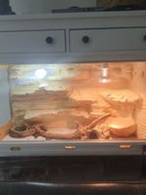   1 pogona henrylawsoni d 1 an et 1 pogona d 1 an aussi  