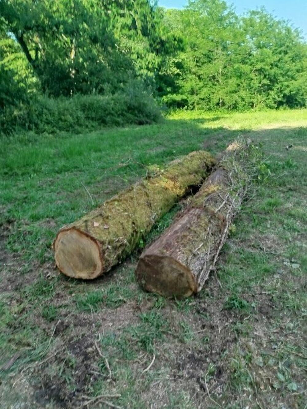 bois de chauffage Jardin
