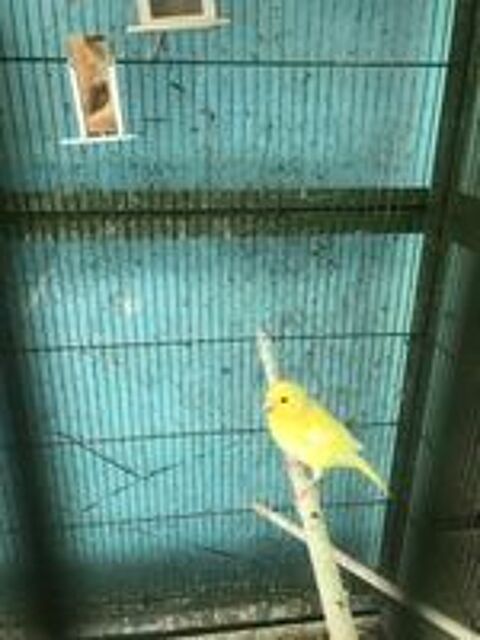   Canaris 