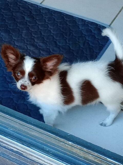 Chihuahua femelle 570 66000 Perpignan