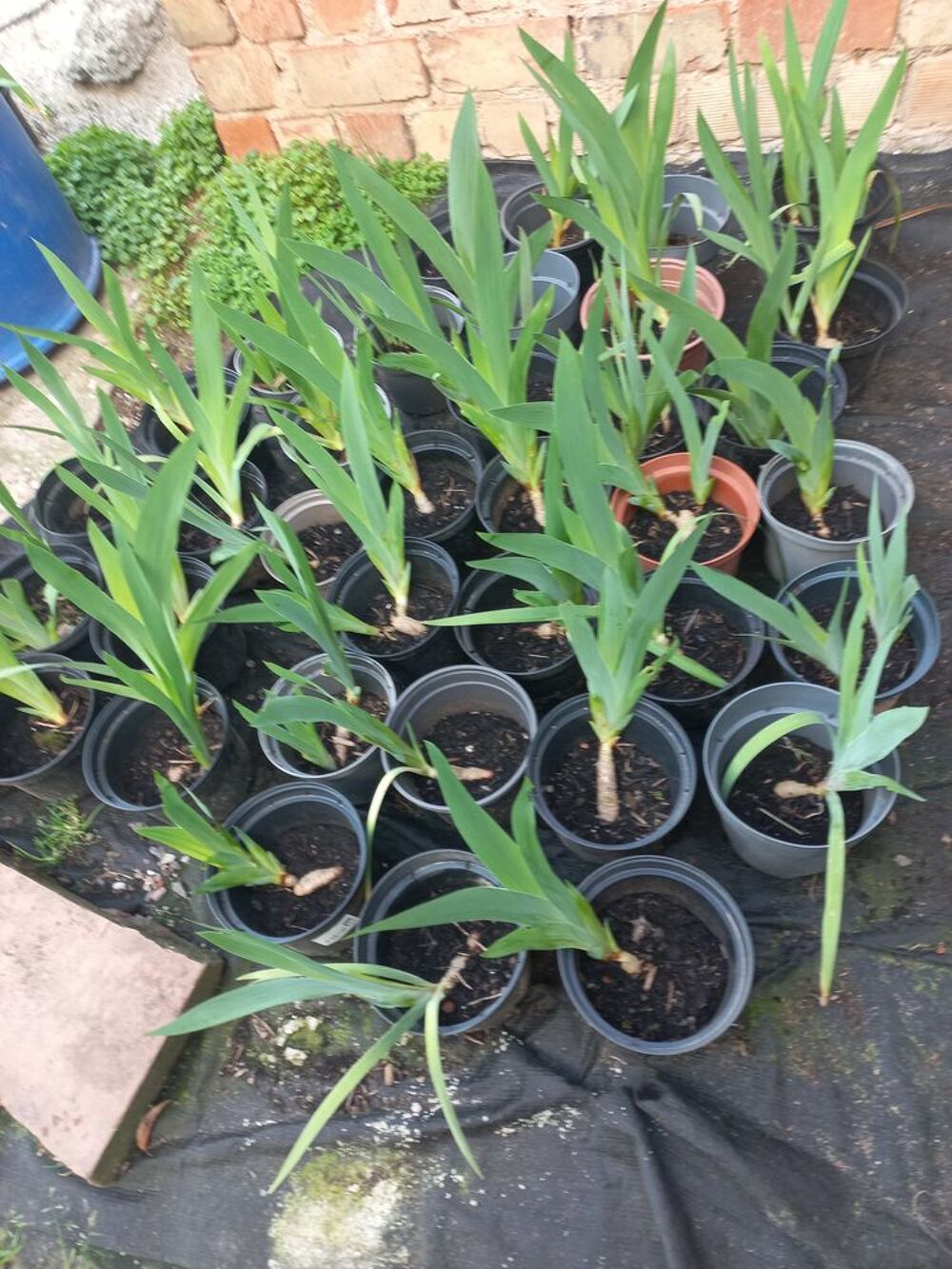 Plants d'iris de jardin en pot grand violet Jardin